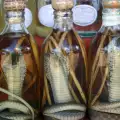 Snake Wine