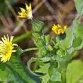 Blessed Thistle