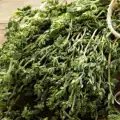 Fragrant Thyme Protects the Brain from Dementia