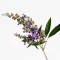 Vitex