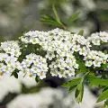 Spiraea