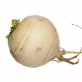 White Turnip