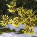 Witch Hazel