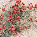 Ephedra