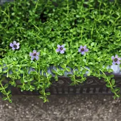 Bacopa Monnieri