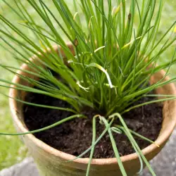 Planting and Growing Chives