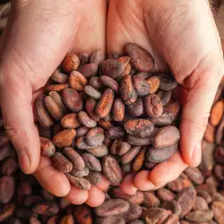 Benefits of Cocoa Beans