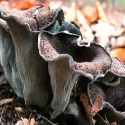 Black Trumpet Mushroom