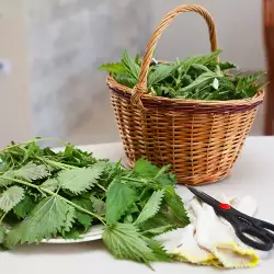 Lose weight with nettle