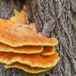 Chicken of the Woods