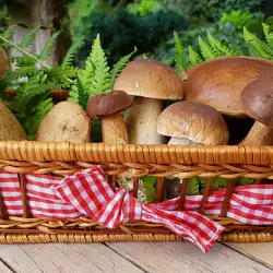 Porcini Mushrooms