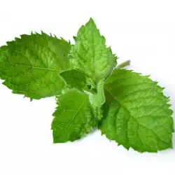 Health Benefits of Mint