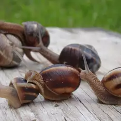 Spring recipes with snails
