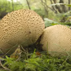 Puffball Mushroom
