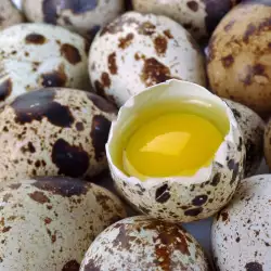 The Benefits of Quail Eggs