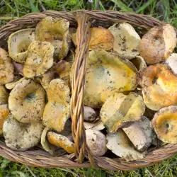 Saffron Milkcap