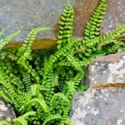 Spleenwort