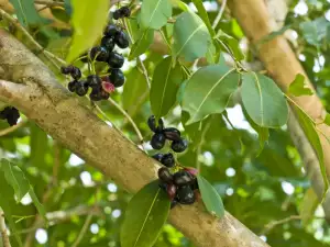 Jaboticaba tree