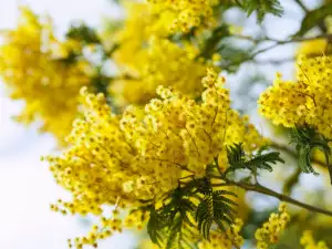 Acacia flower