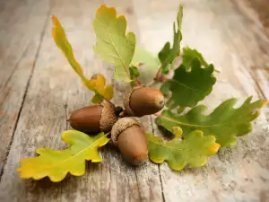 Acorns