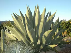 Agave Plant