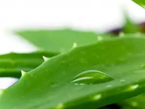 Aloe Vera