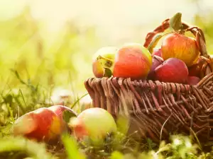 How to Store Apples?