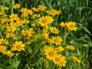 Arnica