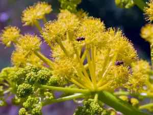 Asafoetida