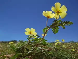 Tribulus