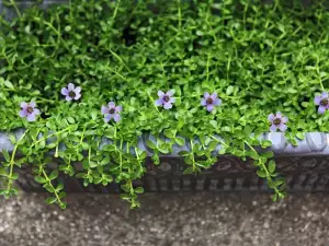 Bacopa Monnieri