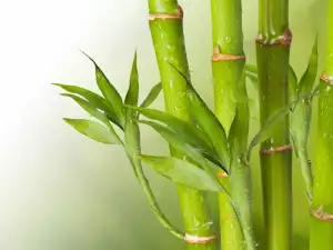 Bamboo