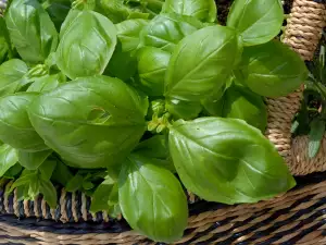 How to Dry Basil