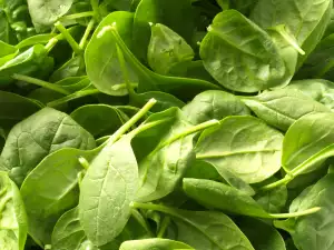 Genovese basil