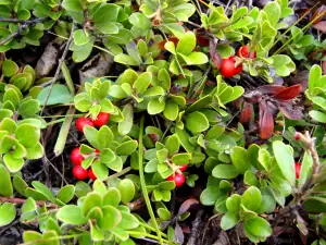 Bearberry fruits