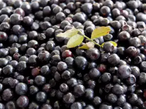 Bilberries - the Most Potent Antioxidant