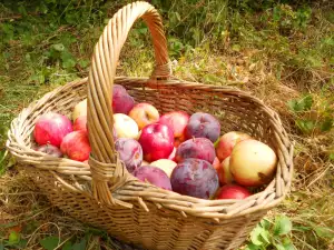 Fresh Apples