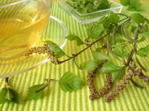 Birch Tea - Why Should We Drink it?