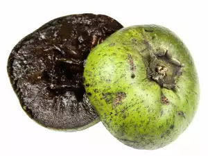 Black Sapote