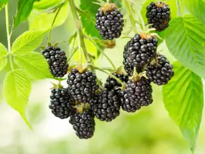 How are Blackberries Stored?