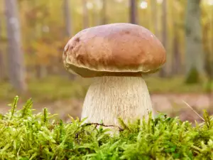 How to Identify Porcini Mushrooms?