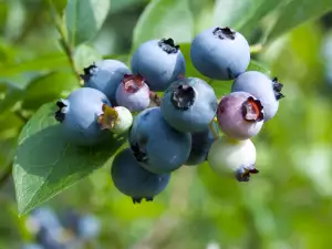 Blueberries protect against colon cancer