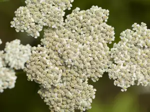 White yarrow