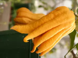 Buddha's Hand