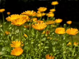 Marigold (Calendula)