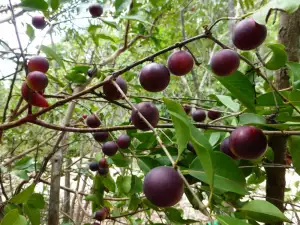 Camu Camu tree