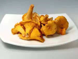 Chanterelle