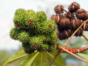 fresh chestnuts