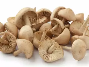 Marasmius Oreades