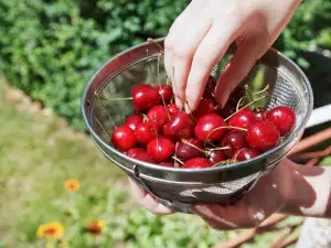 Cherries